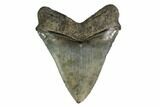 Serrated, Fossil Megalodon Tooth - South Carolina #161654-1